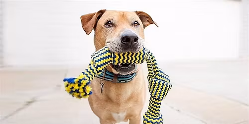 Make Dog Toys for a Dog in Need