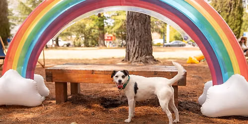 Rainbow Paws Party: Let's Celebrate Dogversity!\ud83c\udf08\ud83d\udc3e\ud83c\udf08