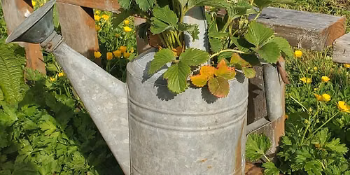 Plant Swap