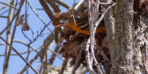 Spring City Bird Walk