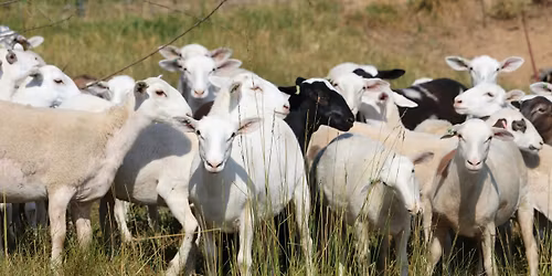 NC Sheep Producers - Annual Meeting