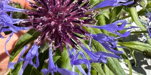 Planting for Pollinators