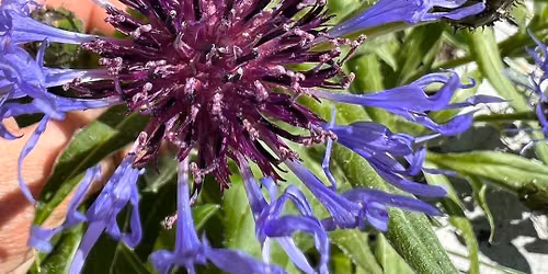 Planting for Pollinators