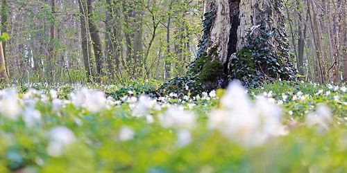 Skogsbad i Djurg\u00e5rdens skog