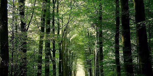 The Meerdaalwoud forest south of Leuven and the language border (22km)