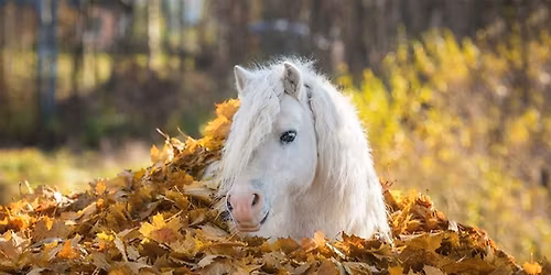 Pumpkin Patch Ponies