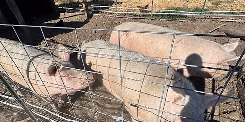 Hogden Hog Roast