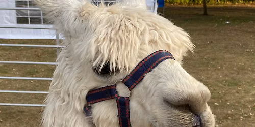 The Alpacas' return to the Bassetlaw Museum Gardens