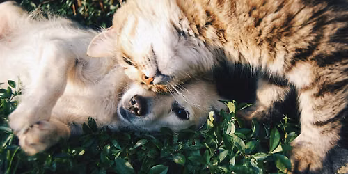 The Psychology of Why We Love Pets