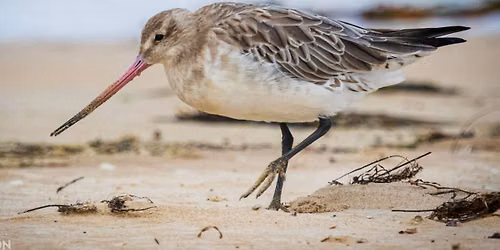 Welcome the Godwits \/ Nau mai e Ng\u0101 Kuaka