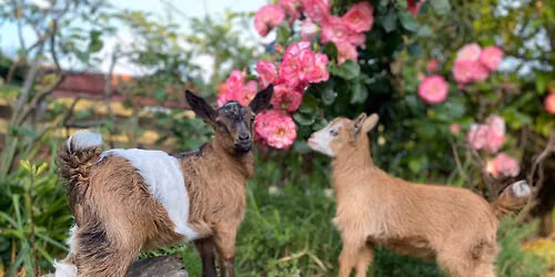 You are invited to our Goat Keeping 101 workshop & Soap Making Demo