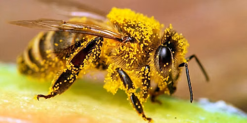 All About The Bees