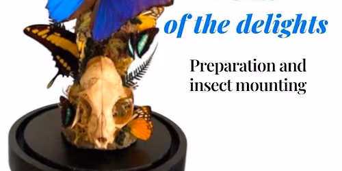 Dome of Delights: Insect Mounting Experience