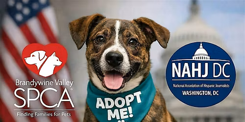 Walk a shelter dog with NAHJ