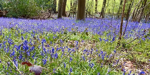 **Free** Bluebells Walk \u2013 10km Blackheath\u2019s Forest and Bluebells trail