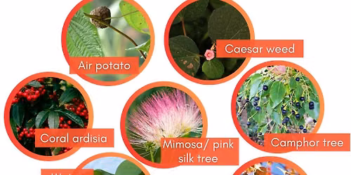 Ten Invasives and how to deal with them.
