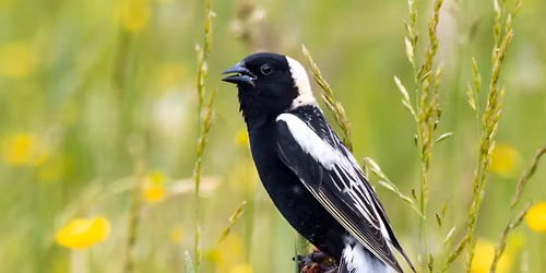 WCAS Field Trip: Bobolinks & Buttercups