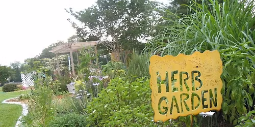 1-3-2026  Herbs in the Florida Garden