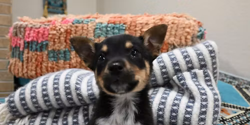 Rescue Puppy Yoga @ Align Yoga. Fitness. Wellness.