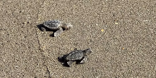 2025 Sea Turtle Season Recap Beach Walk
