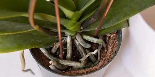 Orchid Lecture & Repotting