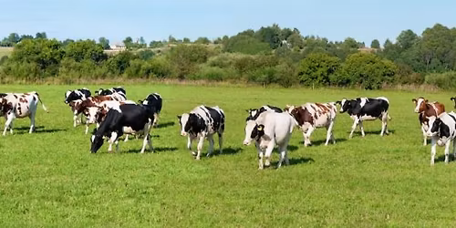 Foot Fetish Group: Technological Digital Dermatitis Control in a Robotic Grazing Dairy