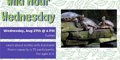 Wild Hour Wednesday: Turtles