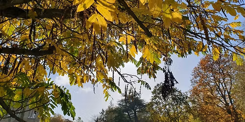 Forest Bathing Walk - Taster session