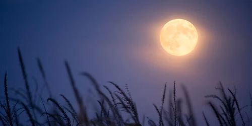 Reflection & Adjustment with Mellie Moon Medium
