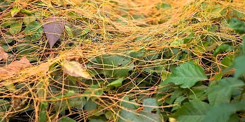 Invasive and nuisance plants in the landscape