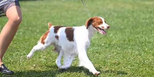Kentucky Brittany Club Specialty Show