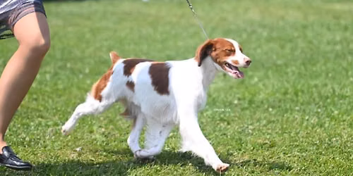 Kentucky Brittany Club Specialty Show