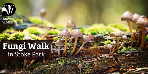 Youth Event: Fungi Walk in Stoke Park