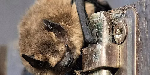 An Evening Chat with Bats