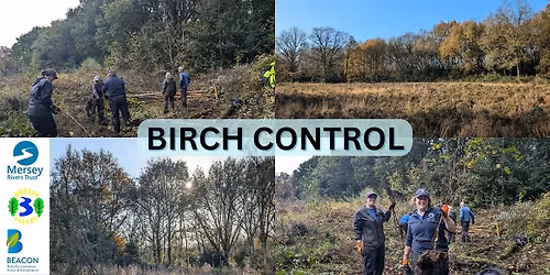 Battling the Birch at Lindow Common