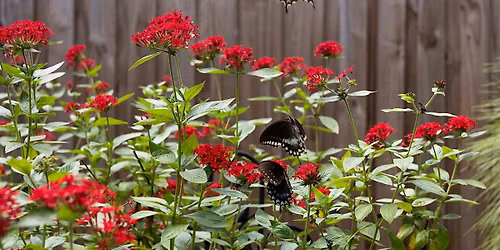 The Nine Principles of Florida-Friendly Landscaping @ Rotary Park