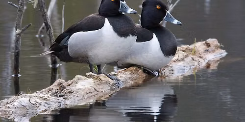 Bismarck Ducks Unlimited Dinner