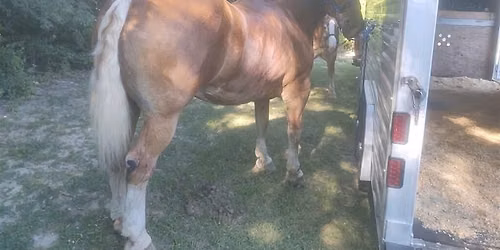 Draft Horse Pulls