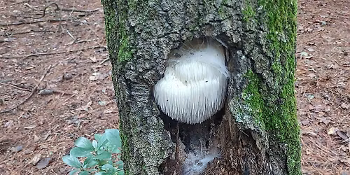Fall Fungi Forage