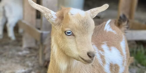 Goat Yoga Nashville- Welcome November