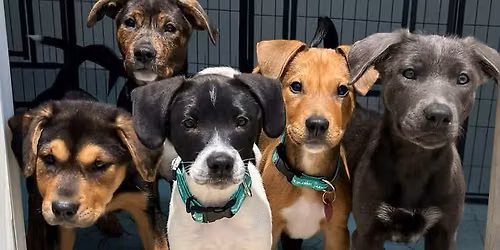 Howl O Ween at the shelter!