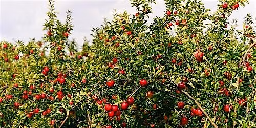 Orchard Management Day