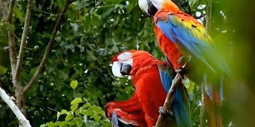 Cercle des voyageurs : GUYANE \u2013 UNE P\u00c9PITE EN AMAZONIE