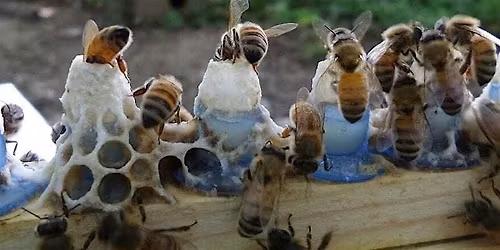 Bees 203: Queen Rearing 2026