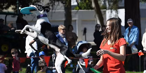 Beverly Hills Doggy Daze 90210