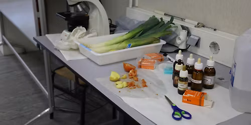 Semana de la Ciencia : \u00bfTienen las frutas Vitamina C?