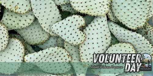 Volunteer Day: Bakersfield Cactus Planting at Wind Wolves Preserve