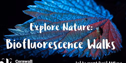 Discover nature's glow! Biofluorescent night walk