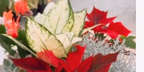 Holiday Plant Arrangement