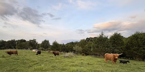 Highland cow \u2018Meet and Greet\u2019